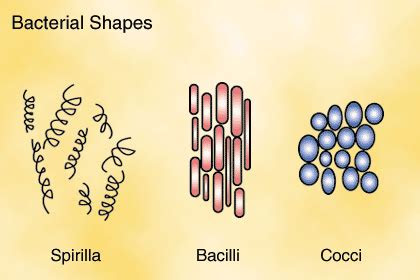chapter  bacteria  viruses  grade sciencecoja