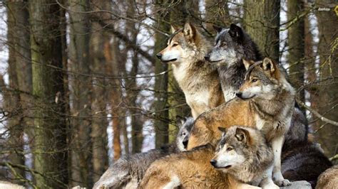 Read Online Wolf Pack New Releases PDF