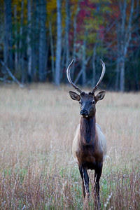 Male elk standing tall and pretty