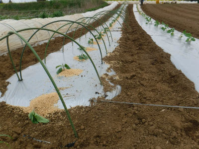 茄子の定植始まる 支柱トンネルフラワーネット使用縦支柱紐かけなし栽培 スクランブル交差点にて叫ぶ 俺はいつの日か自分のラインを引きます オーガニック ファーム 百姓農園 百姓日記