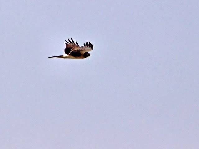 Northern Harrier 20130225
