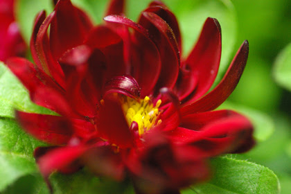 アスター ステラスカーレット 姫アスター赤 Love Flower Photo Music