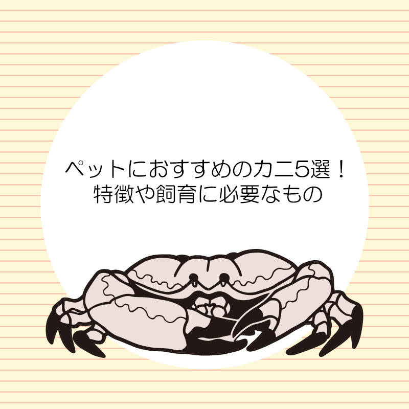 ペットにおすすめのカニ5選 特徴や飼育に必要なもの