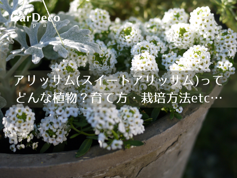 アリッサム スイートアリッサム はどんな植物 育て方 栽培方法etc Gardeco Japan