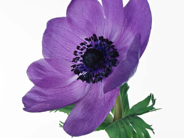 ３月１３日 アネモネ Anemone ３６６日への旅 誕生花編 今日の誕生花