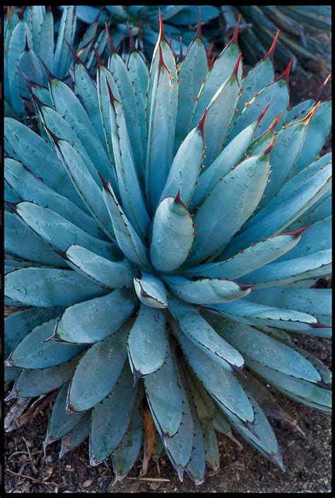 Discover the best heat tolerant plants in this guide by gilmour! 16 Gorgeous Agave Plants - Sunset - Sunset Magazine
