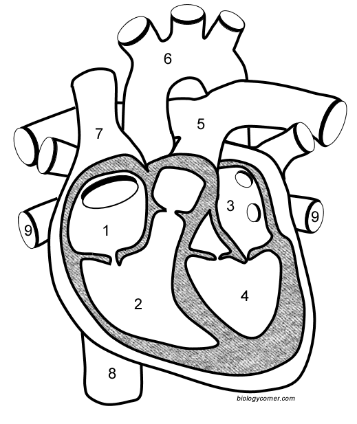 Heart And Labels Drawing at GetDrawings | Free download