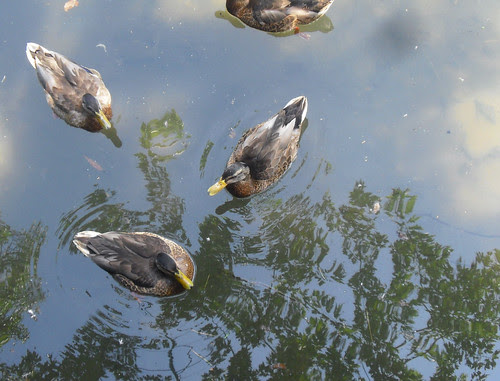 ducks