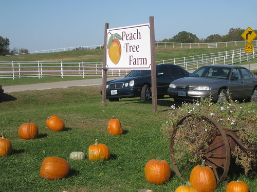 pumpkin patch 2010
