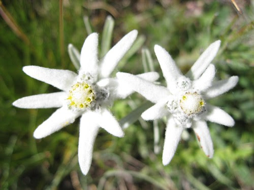 Stelle Alpine