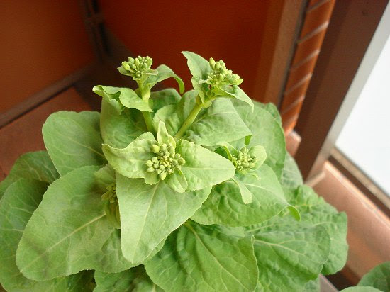 もうウドンコ病 なので重曹水を作りました 美味しい菜園生活