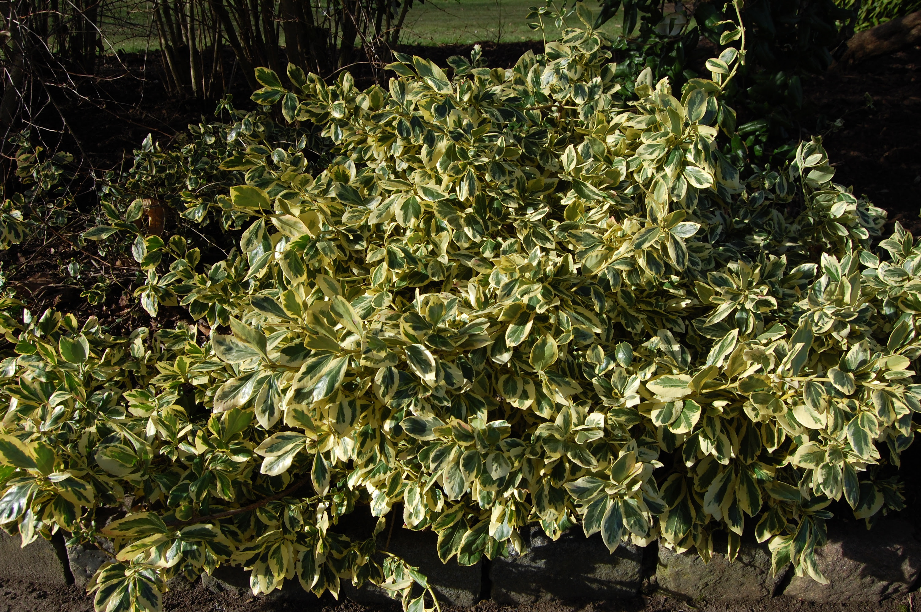 Euonymus japonicus aureopictus