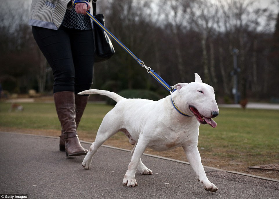 This way: An English Bull Terrier shows his strength and enthusiasm ...