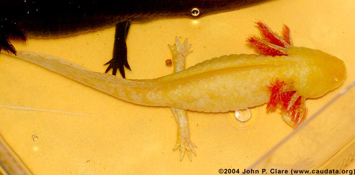Axolotls Genetics And Colour