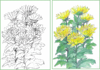 塗り絵 秋の花 菊 描き方 塗り絵で癒し 風景画 花の絵