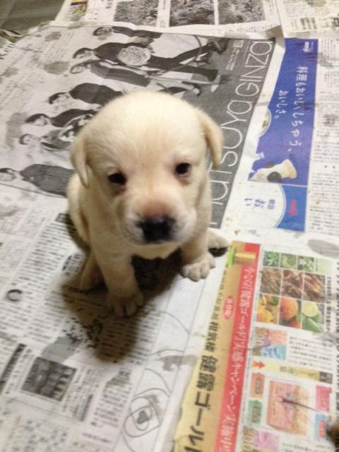 子犬赤ちゃんラブラドール ジャパンオールドッグ訓練センター