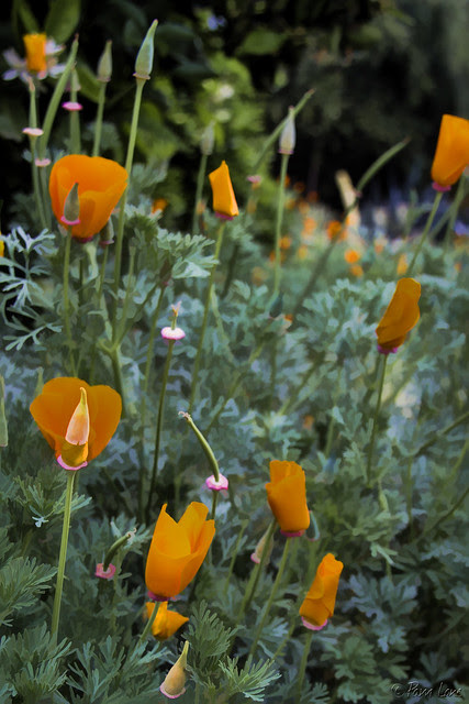 California poppies