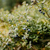 The Therapeutic Potential of Wild Blueberries: Emerging Evidence for Brain and Heart Health