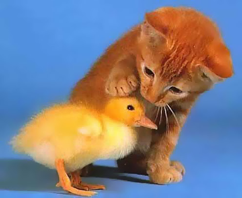 Beautiful Pictures. Baby Animals  Cute Pictures & Videos 