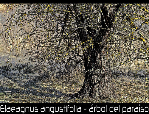 Elaeagnus angustifolia