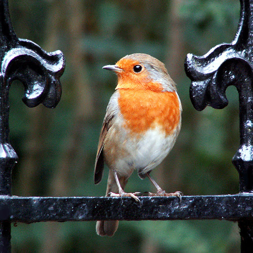 Scientists Of America Que Faire Dun Oiseau Blessé