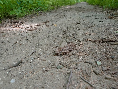 Main Trail Surface