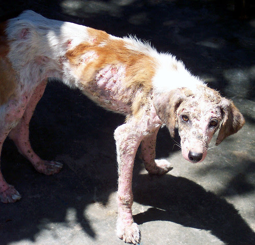 Sarcoptic dog mange (scabies) | WayCoolDogs.com