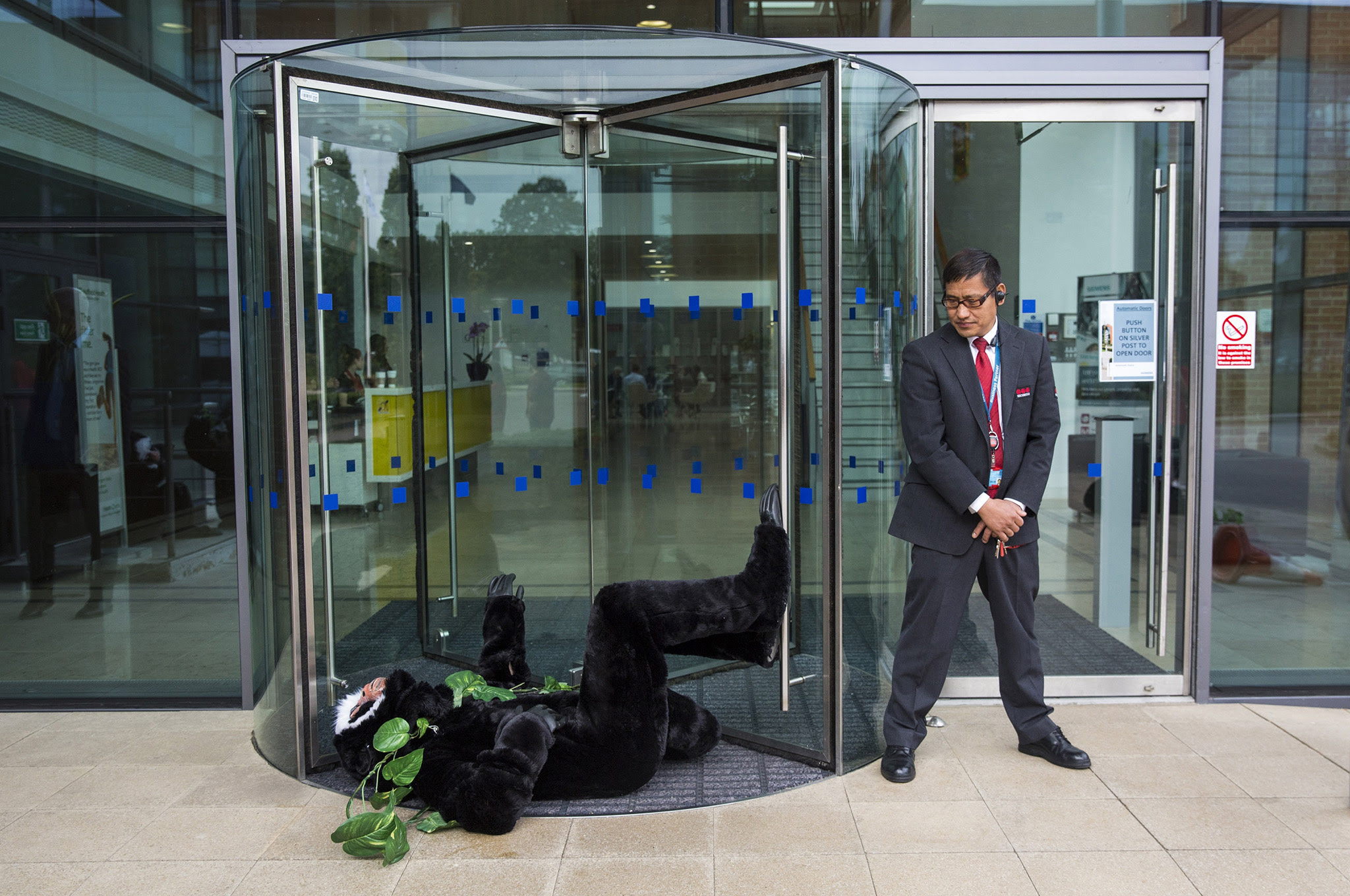 CAMBERLEY, ENGLAND - AUGUST 11: A Siemens security guard looks on as a Greenpeace activist dressed in a monkey costume demonstrate outside the Siemens' UK headquarters on August 11, 2016 in Camberley, England. Greenpeace activists joined two members of the Amazonian Munduruku tribe at German engineering company Siemens' UK headquarters today to protest the building of mega dams in the Brazilian Amazon and to demand a meeting with senior management at the company. (Photo by Jack Taylor/Getty Images)
