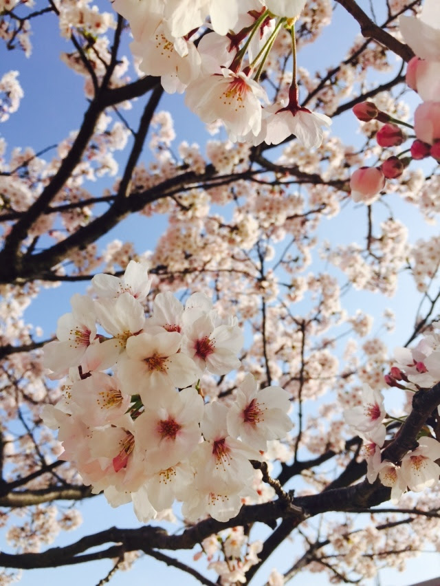 お花見だけど花より団子 そして妊婦の晩御飯と体重管理 ママでもキレイでいたいのだ