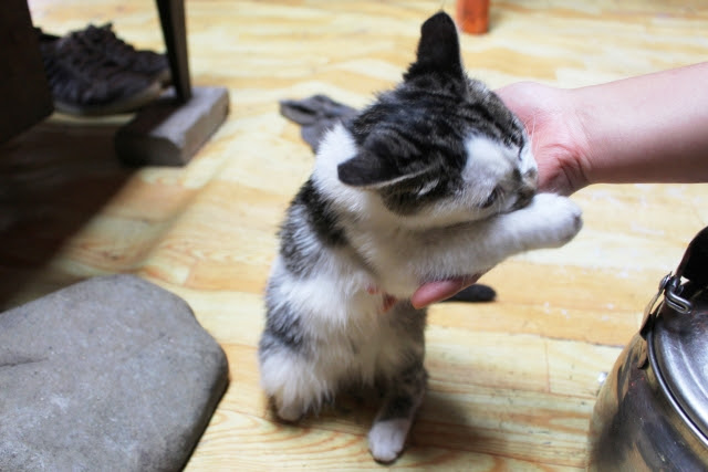 あなたは愛されている 猫が飼い主に見せる愛情表現10パターン