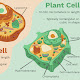 What Are The Similarities Between Animal Cell And Plant Cell : 5 Similarities between Plant cell and Animal cell / The article would explore every aspect of the topic plant cell vs animal cell and thus would be extremely beneficial for the students from the discipline of biology.