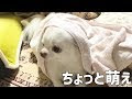 [無料ダウンロード！ √] 犬 バスタオル 好き 310409-犬 バスタオル 好き