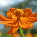 Fiery flower