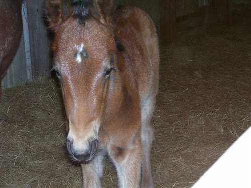 how to draw baby horses. how 