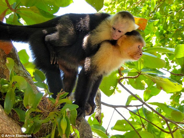 The white-faced monkeys can be glimpsed scurrying across the beach and climbing in trees at the national park