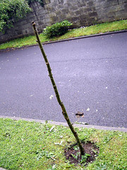 punytree2.jpg