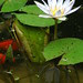 Water Lily, 310 Carlton Avenue