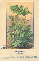 legume201 roquette