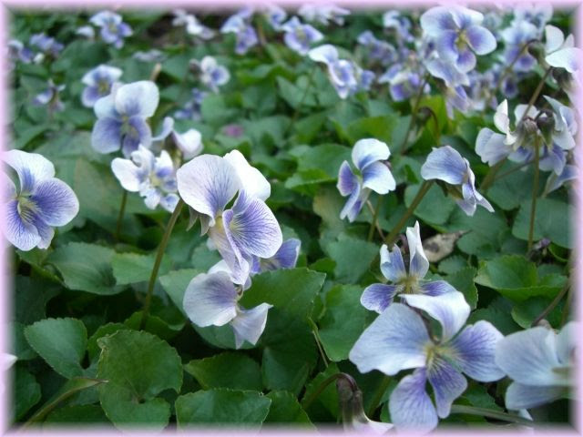 すみれの ブルーカーペット ポエポエの花園