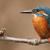 Kingfisher Sign Up : Many email providers offer their services for free.