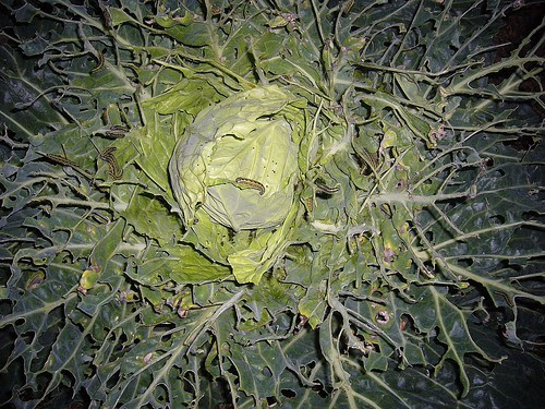 cabbage02