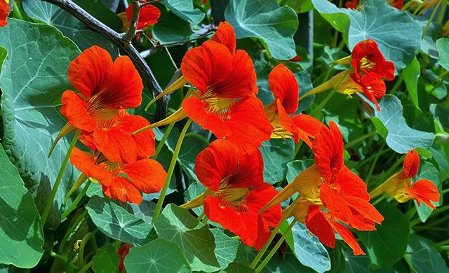 Flowers from Madrid to Barcelona
