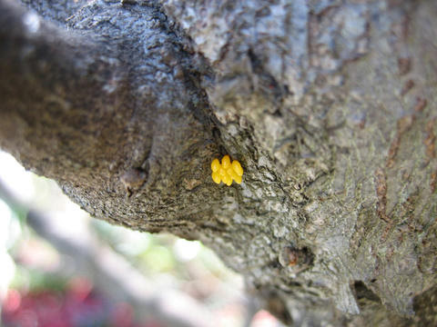 グミの花にジベリン処理と アブラムシ テントウムシ するめを食べながら覚え書き