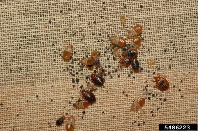 What Is A Carpet Beetle / Varied Carpet Beetle | NatureSpot - They can breed and spread very quickly.