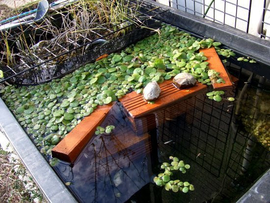 12月の屋外メダカ水槽 コーイチの庭日記