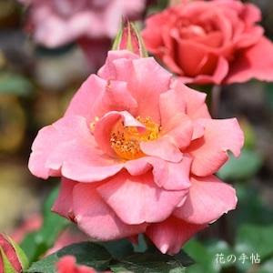 バラ リトルチョコ Rose Little Choco ミニバラ 00品種 以上の薔薇を作出者 交配親などのデータと美しい写真で紹介する花の手帖のwebバラ図鑑