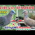 Gambar Burung Derkuku Jantan Dan Betina : Jantan punya kemampuan vokal yang hebat dan betina cukup tenang.