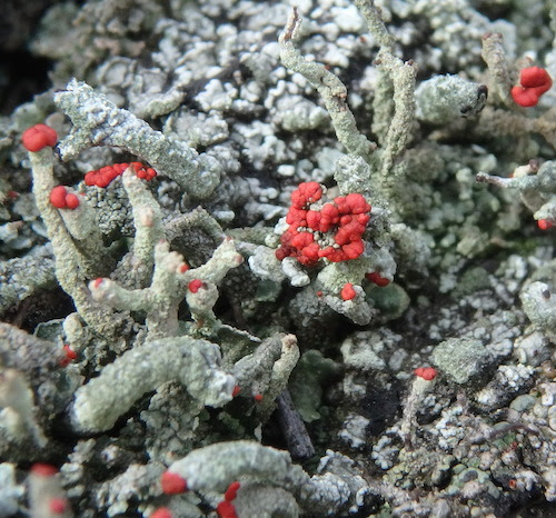 庄内の日本桜草栽培日誌 苔 赤い花