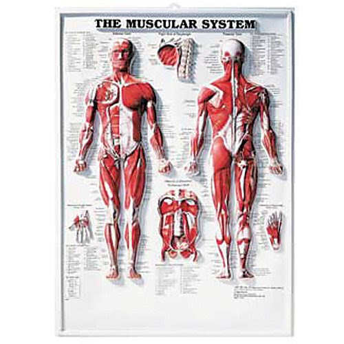 Muscular System 3D Raised Relief Chart On Sale