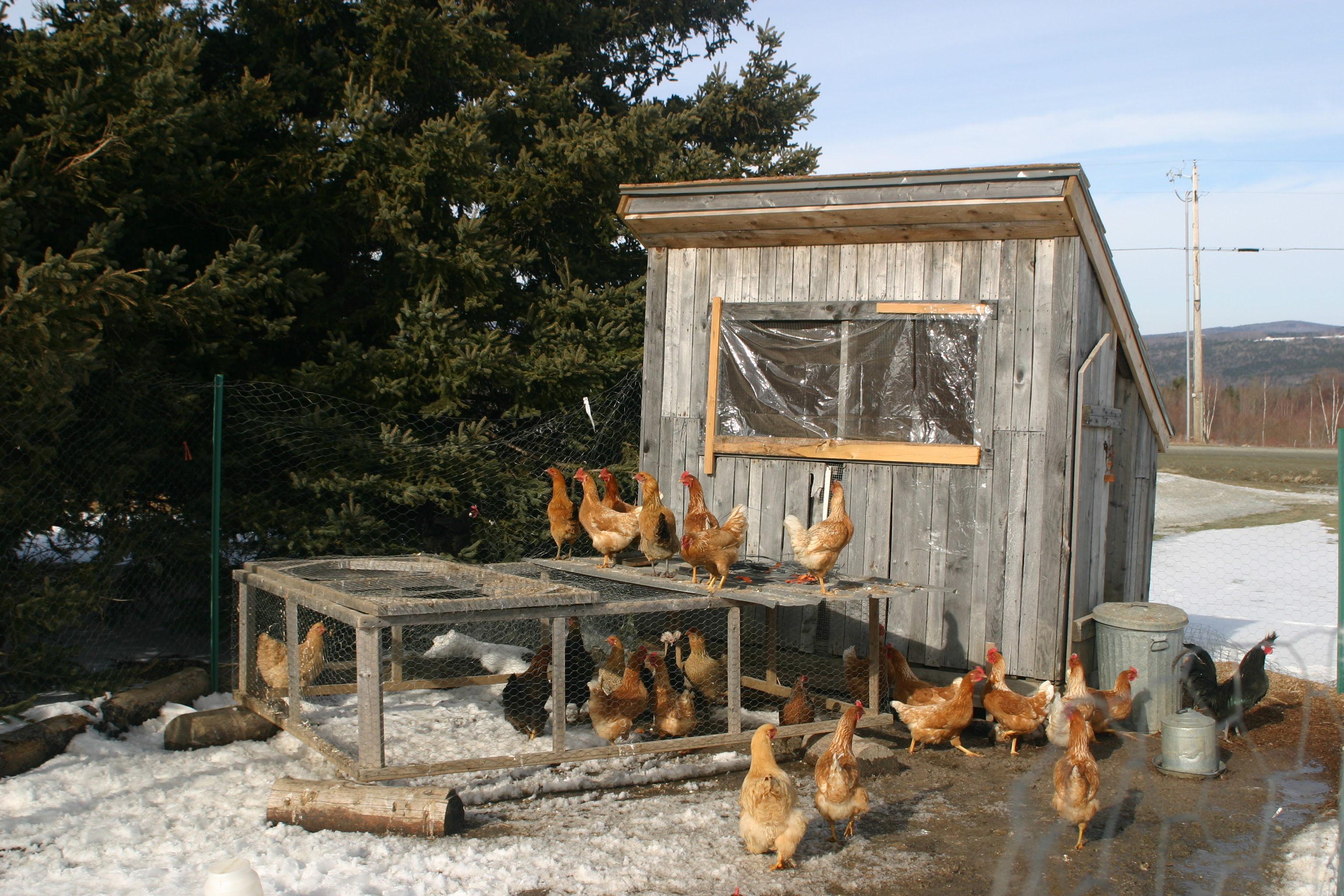 Quick and Easy Ways to Clean a Chicken Coop™